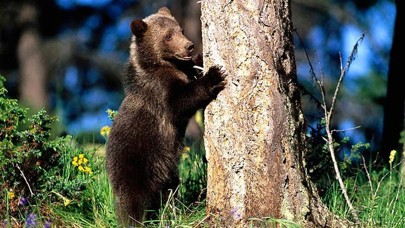 Bear Hug, Grizzly Bear Cub